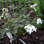 Dicentra eximia Ivory Hearts